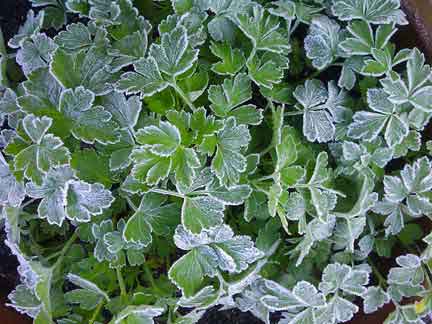 image frosted parsley