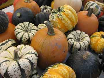 image fall squash