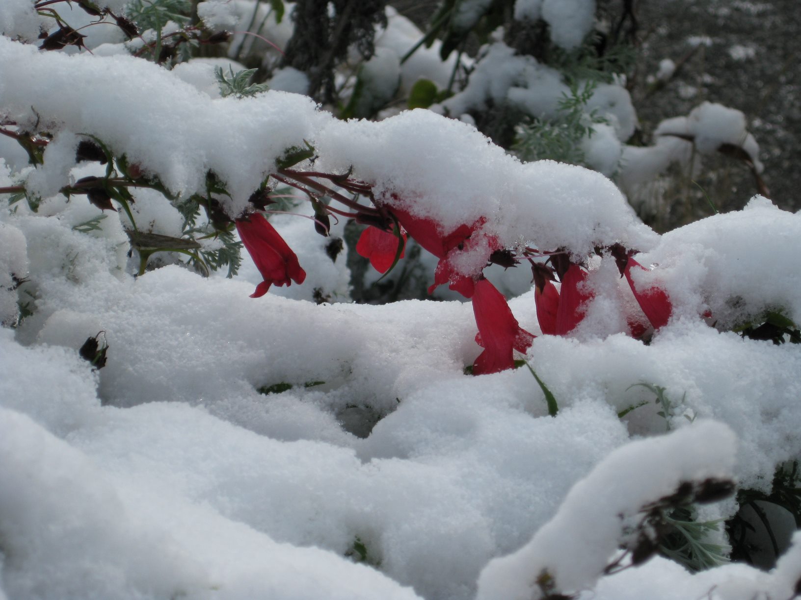 image red flowers & snow